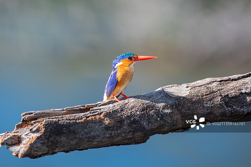 特写的翠鸟栖息在树枝上图片素材