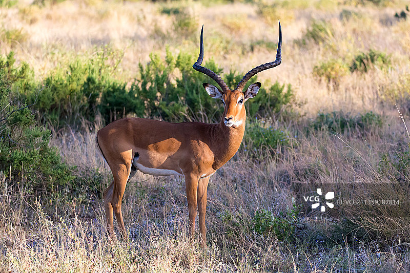 站在田野上的鹿的侧影图片素材