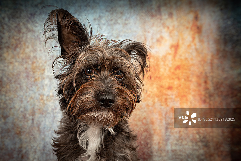 蒙特利尔混血犬的特写，加拿大魁北克图片素材