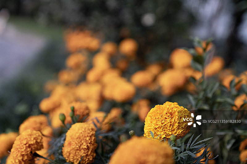 黄色开花植物的特写图片素材
