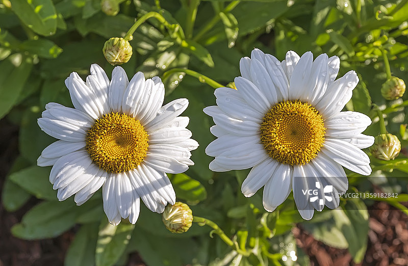 白色雏菊花朵特写，美国康涅狄格州图片素材