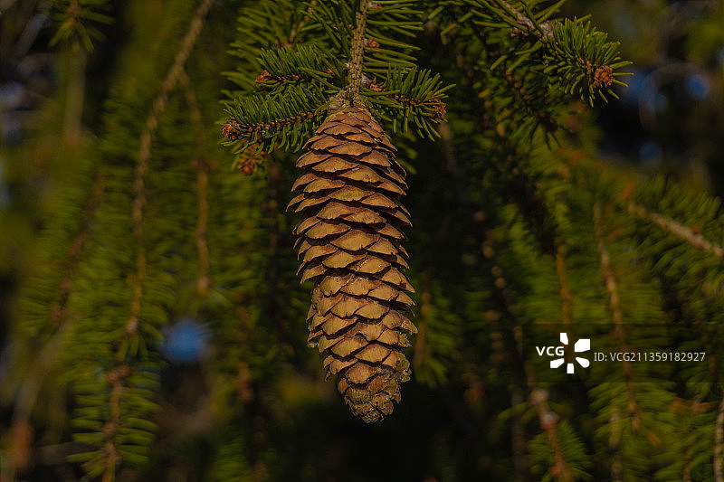 树上生长的松果特写图片素材