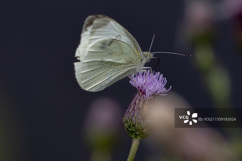 蝴蝶在紫色花朵上采蜜特写，荷兰图片素材
