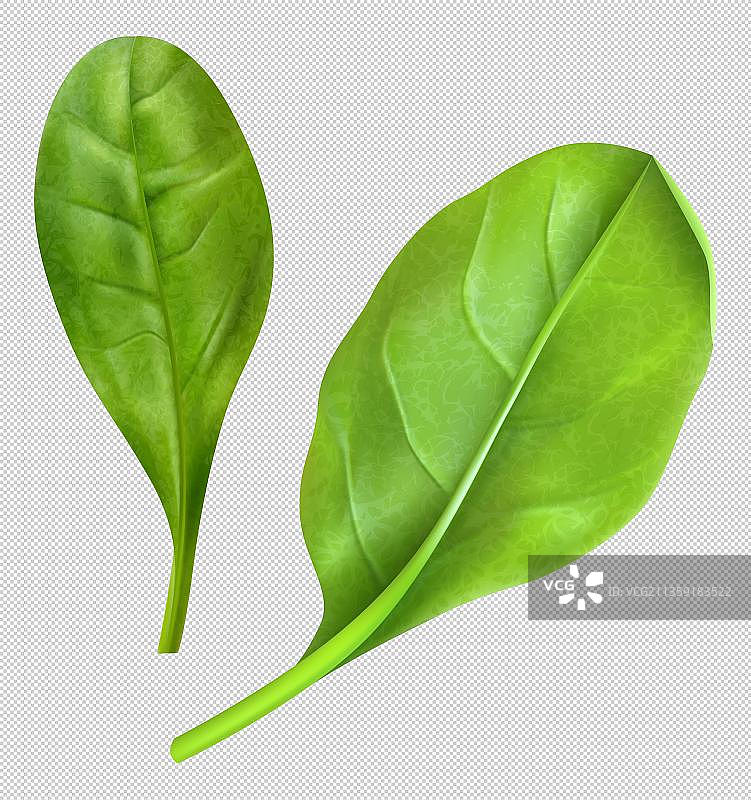 卡通两个绿色蔬菜叶图片素材