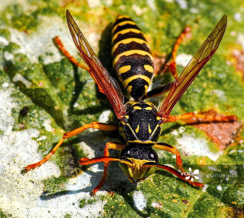 罗马尼亚岩石上的昆虫特写图片素材