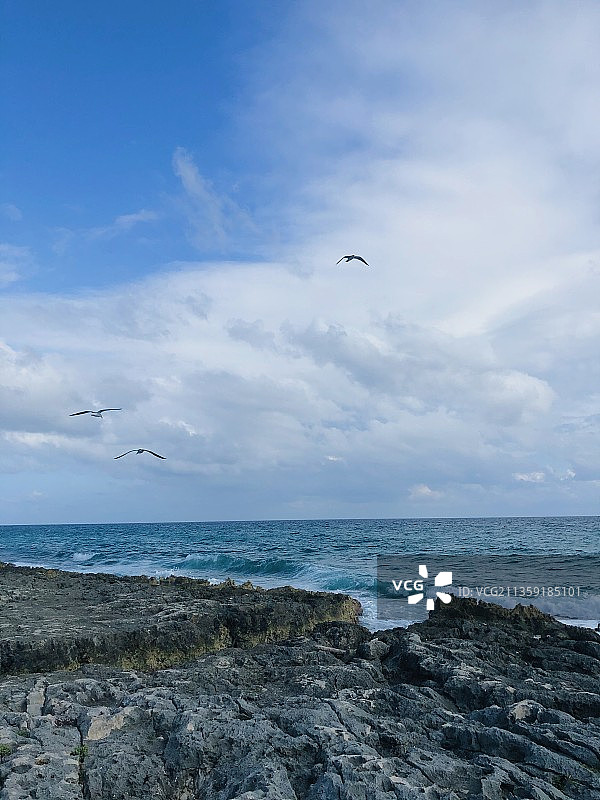 墨西哥金塔纳罗奥：海面上飞鸟的仰视视角图片素材