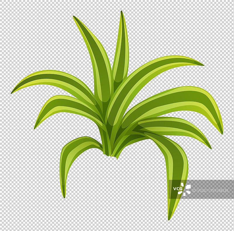 绿色植物吊兰元素图片素材