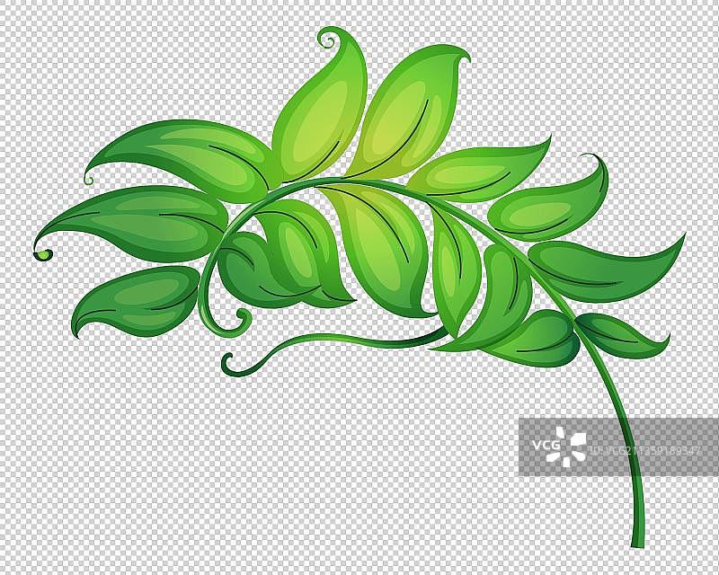 绿色植物红豆杉元素图片素材