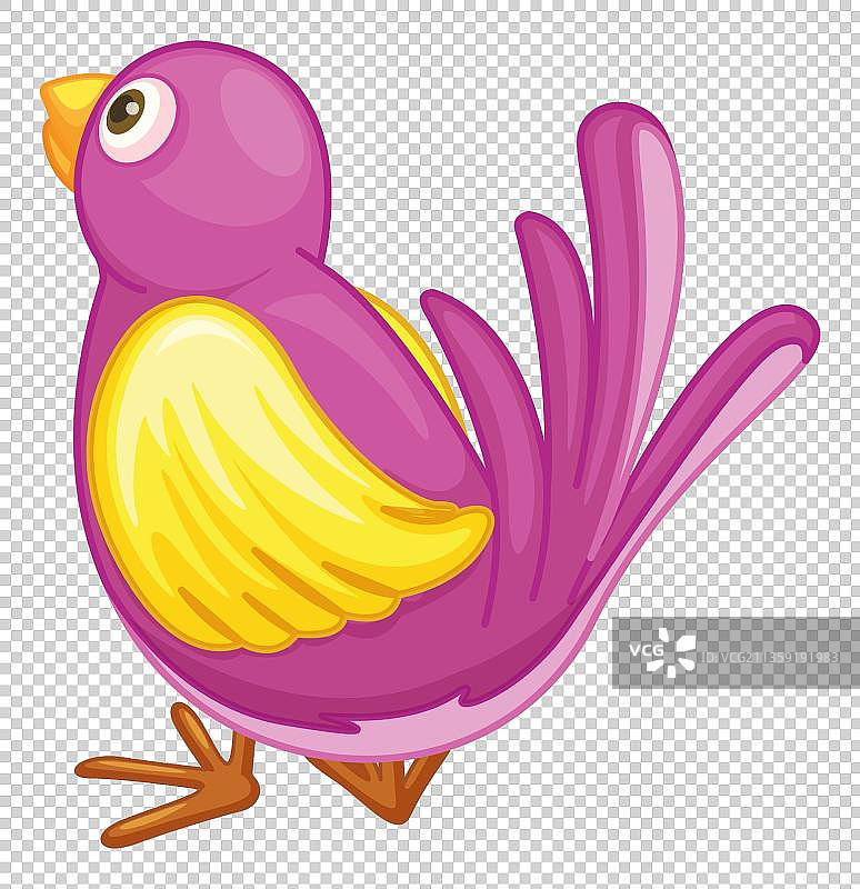 可爱的紫色小鸟图片素材