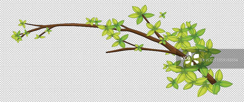 树枝上的绿叶元素图片素材