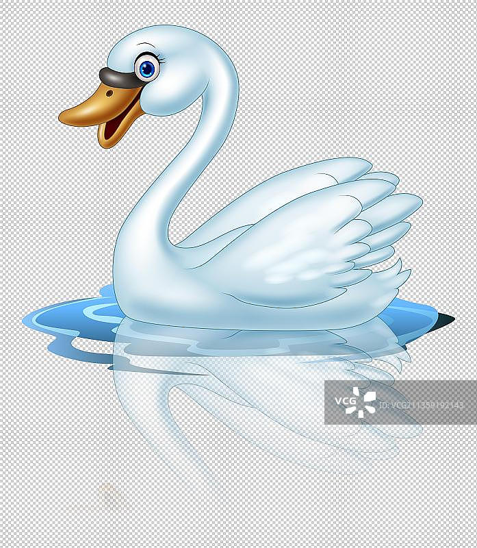 洁白的小天鹅图片素材