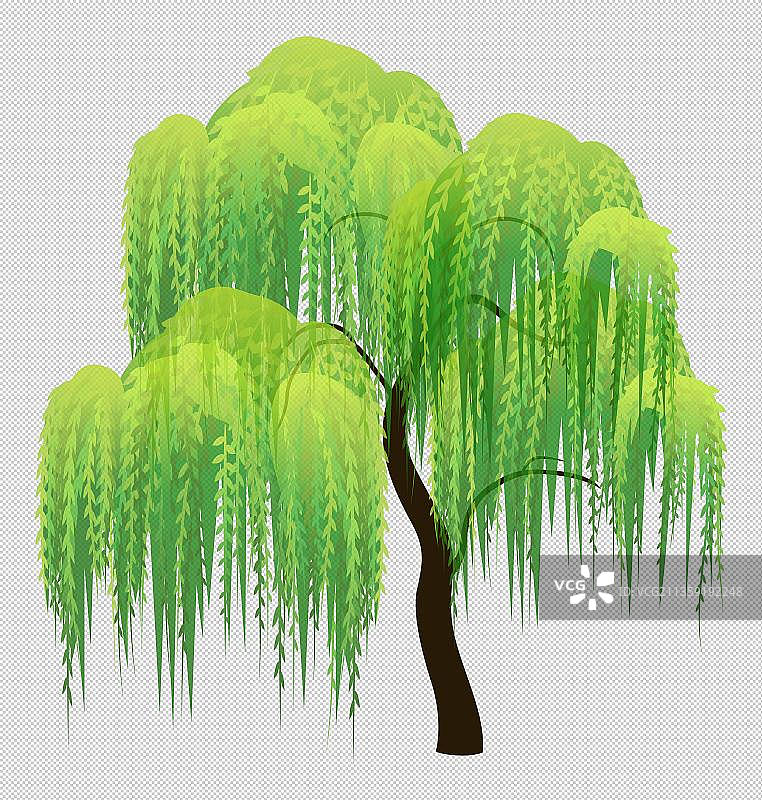 枝叶茂密的柳树图片素材