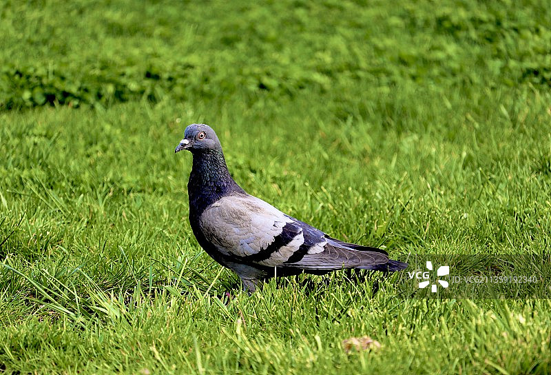 栖息在草地上的鸽子特写图片素材