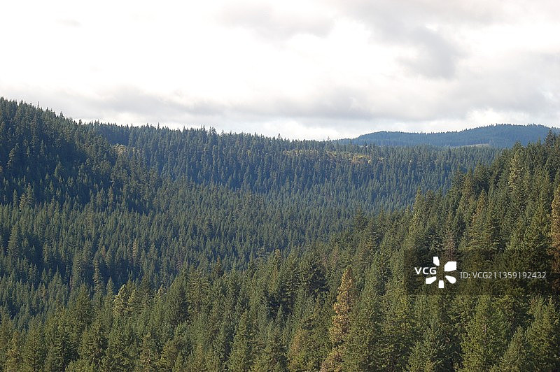 松树与天空相映的风景图片素材