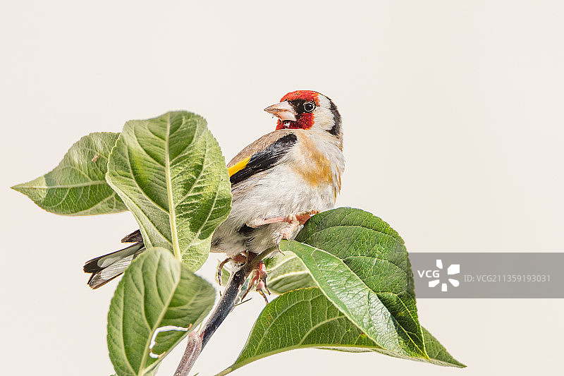 法国佩萨克白色背景植物上栖息的金翅雀特写图片素材