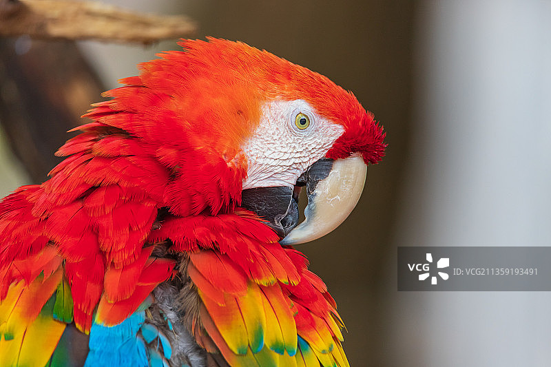 法国佩萨克市栖息在树枝上的金刚鹦鹉特写图片素材