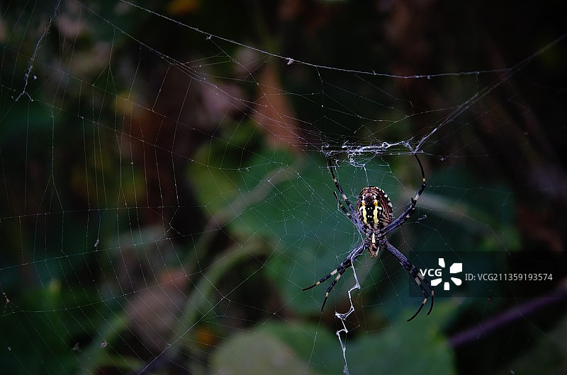 蜘蛛在网上的特写图片素材