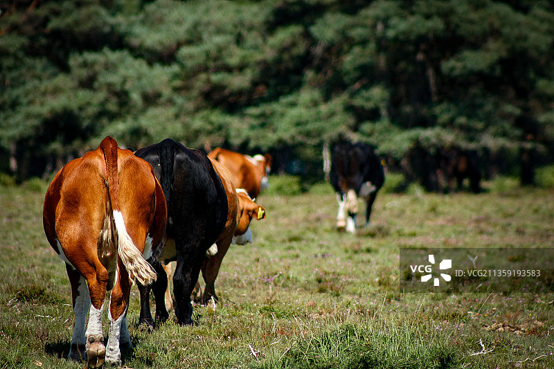 牧场上的小牛图片素材