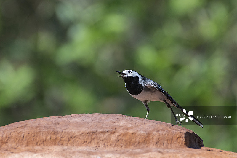 鹡鸰栖息在岩石上的特写图片素材