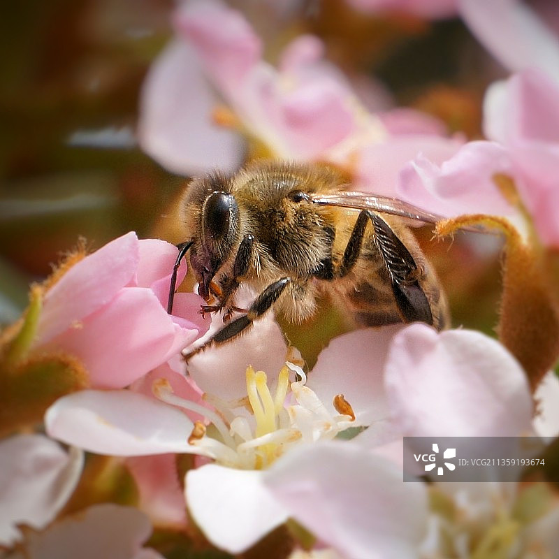 蜜蜂在粉红色花朵上授粉的特写图片素材