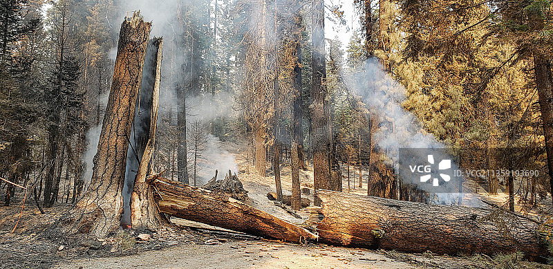 美国加利福尼亚州门多西诺国家森林的树木全景图片素材