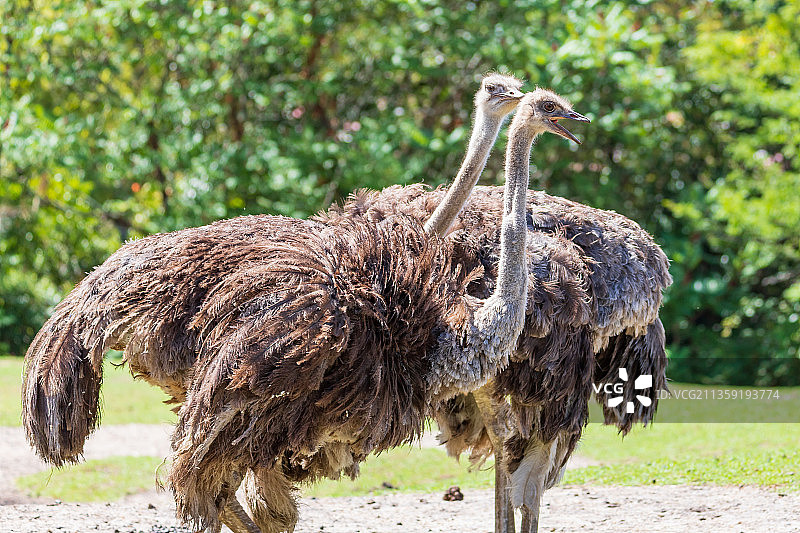 鸵鸟栖息在法国佩萨克田野上的特写图片素材