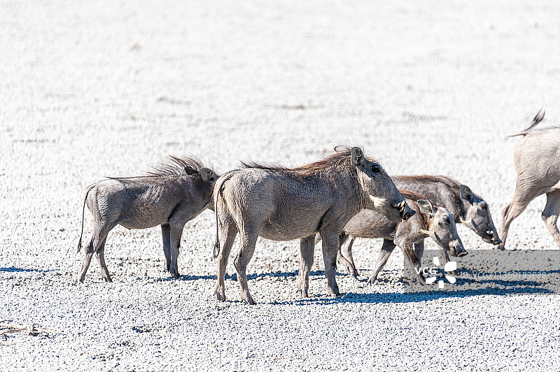 田野中绵羊的侧视图图片素材