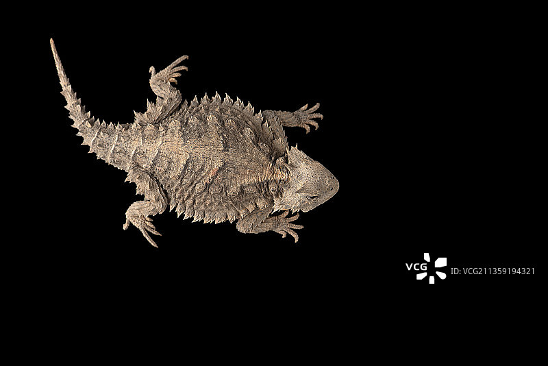 澳大利亚蜥蜴的黑色背景特写图片素材
