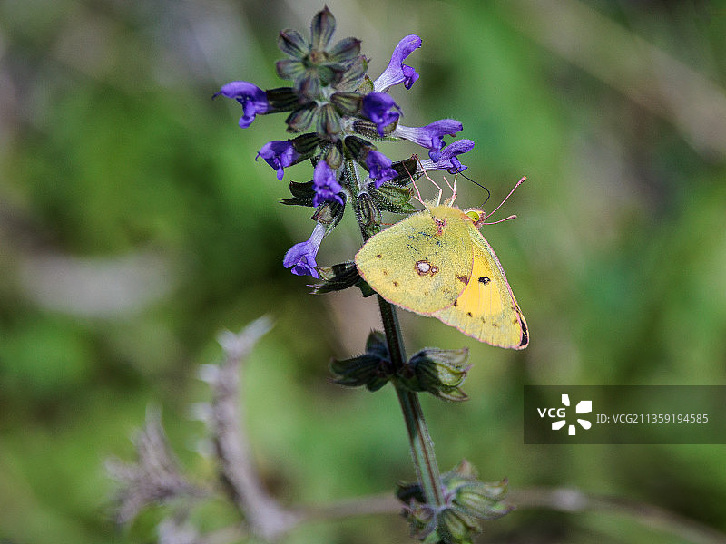 蝴蝶在紫色花朵上采蜜特写，西班牙图片素材