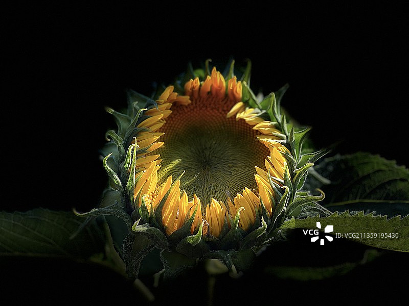 黑色背景下的向日葵特写图片素材