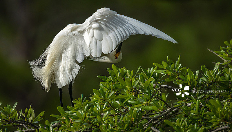 树上栖息的白鹭特写，美国佛罗里达州卡拉贝尔图片素材