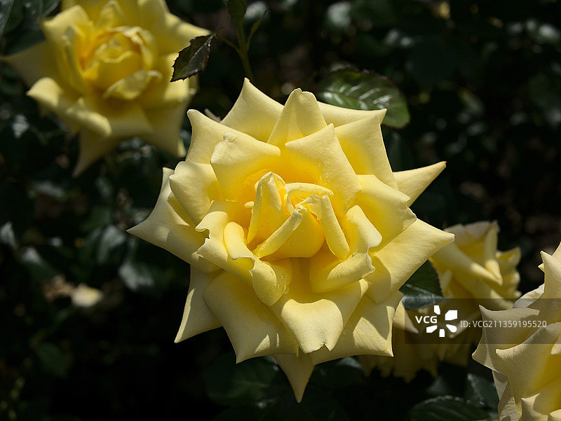 特写的黄玫瑰图片素材