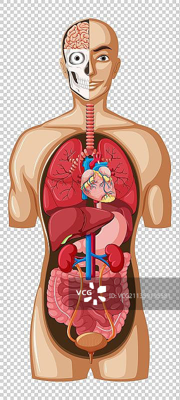 人体器官分布模型图片素材