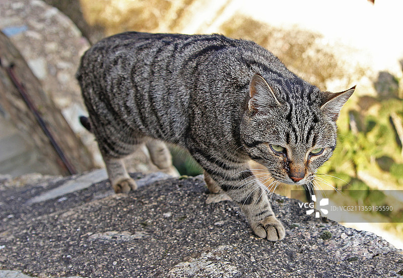 希腊岩石上的猫特写图片素材