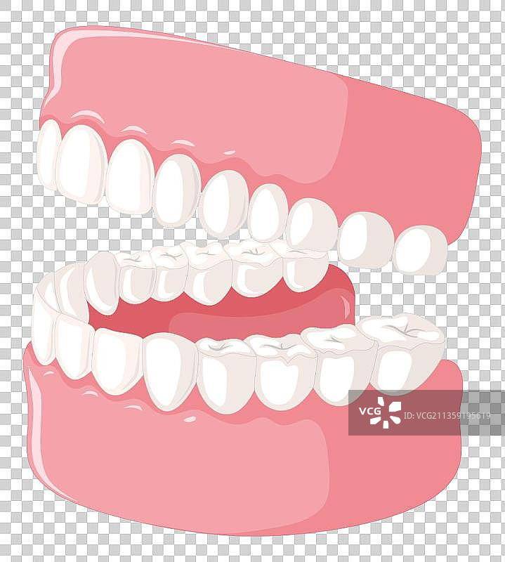 一副完整的牙齿模型图片素材