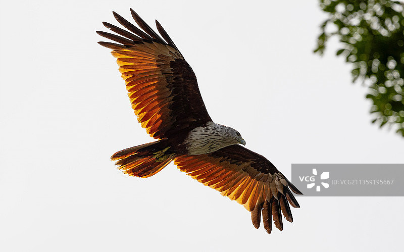 印度喀拉拉邦科奇，飞翔的金刚鹦鹉的仰视角度图片素材