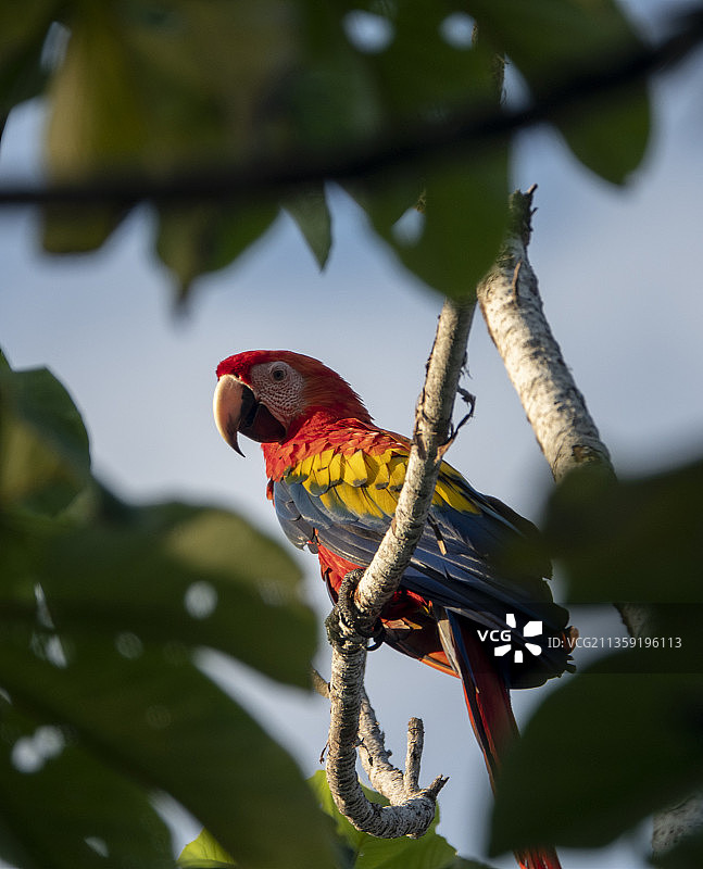 哥斯达黎加蓬塔雷纳斯省奥萨半岛，栖息在树枝上的金刚鹦鹉特写图片素材
