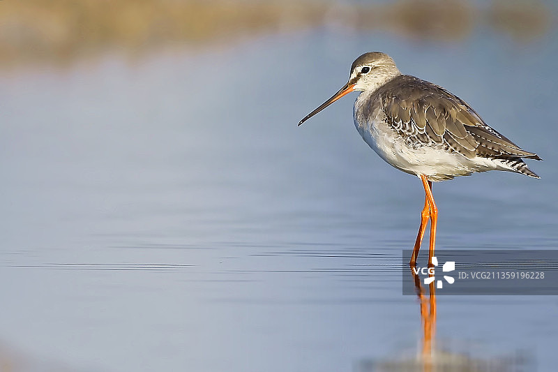 红脚鹬栖息在湖中的特写镜头图片素材