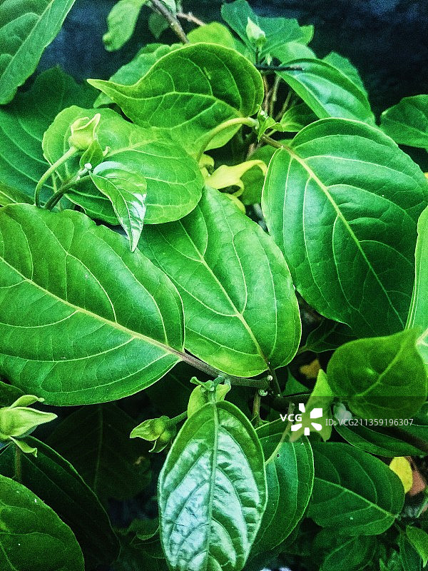 印度尼西亚巴厘岛：绿叶的高角度景观图片素材