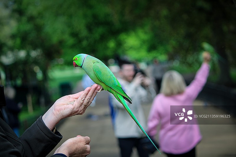 喂鹦鹉的手部特写图片素材