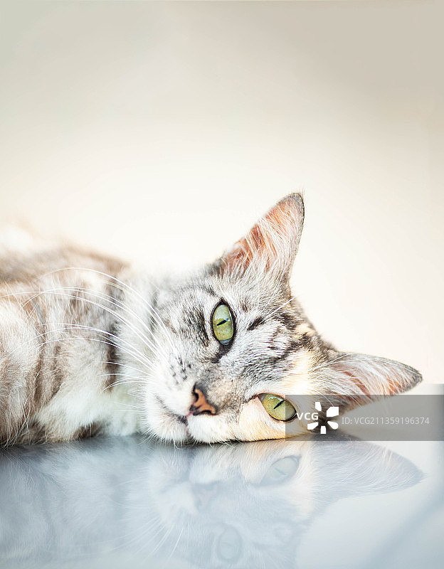 躺在地板上的猫的特写肖像，马来西亚图片素材