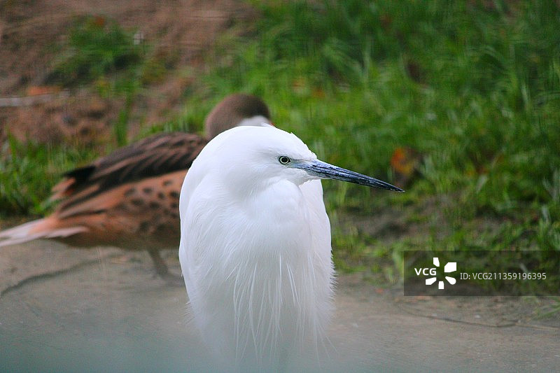 户外白鹭栖息特写图片素材