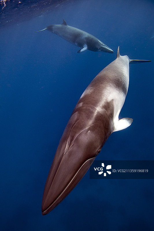 澳大利亚昆士兰大堡礁中漂浮的瓶子高角度视图图片素材