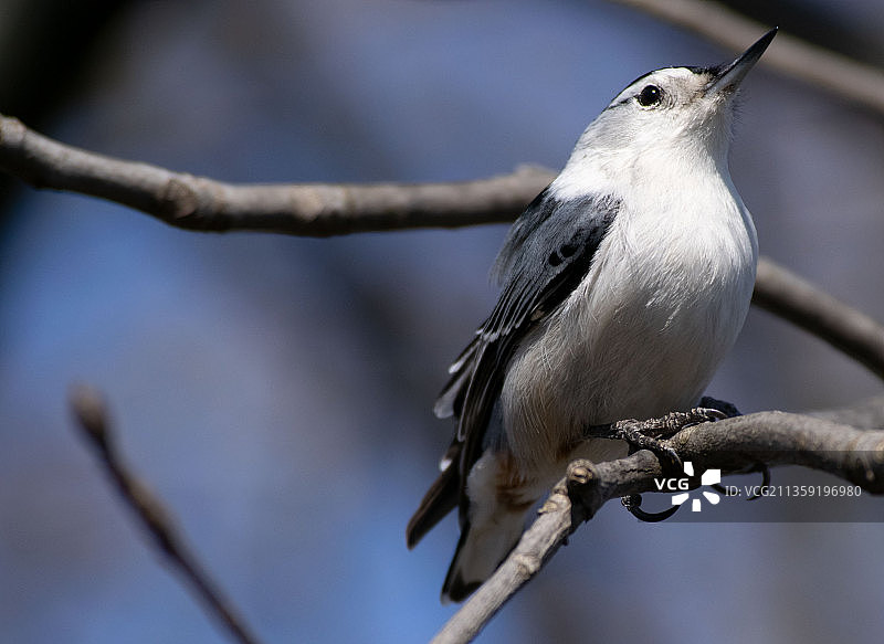 栖息在树枝上的鸣禽䴓特写，加拿大图片素材