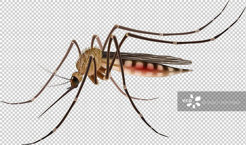 卡通一只有毒的蚊子图片素材