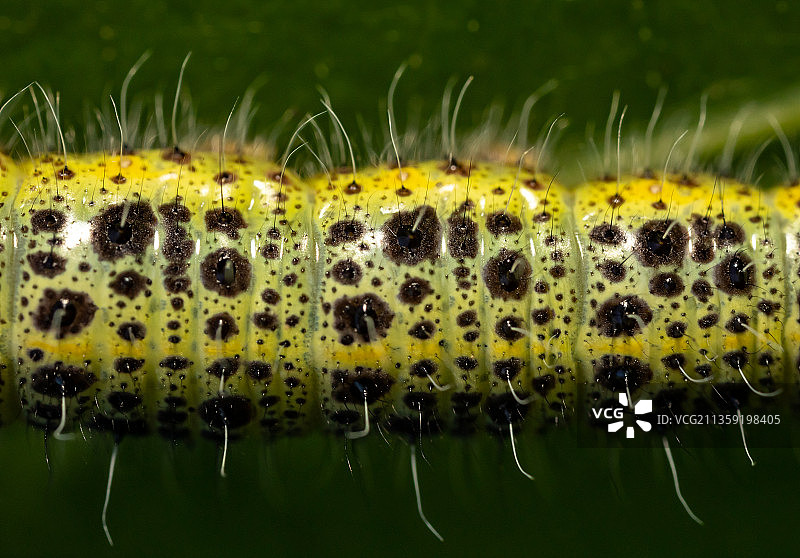 毛毛虫在植物上的特写图片素材