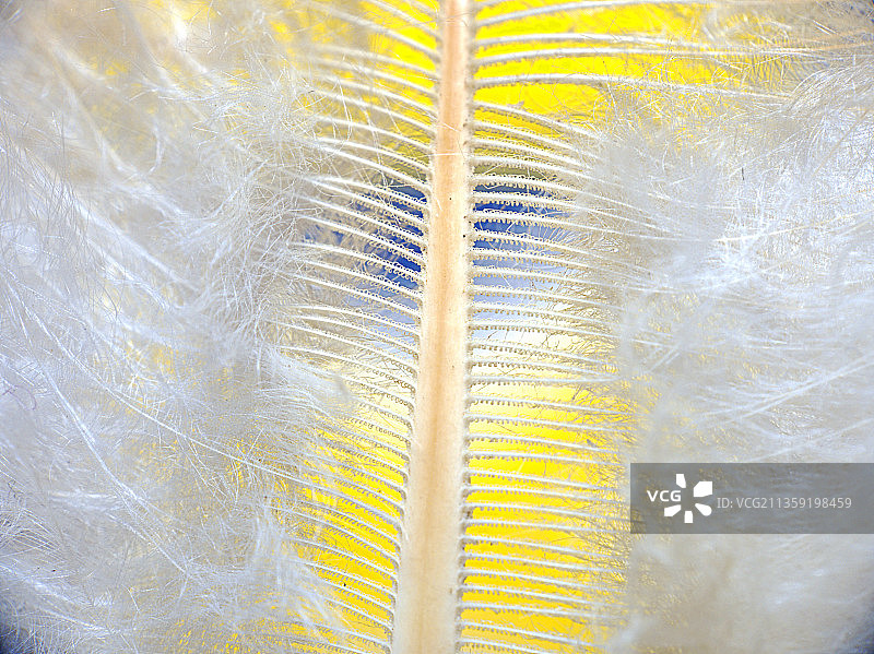 黄色羽毛全画幅拍摄图片素材