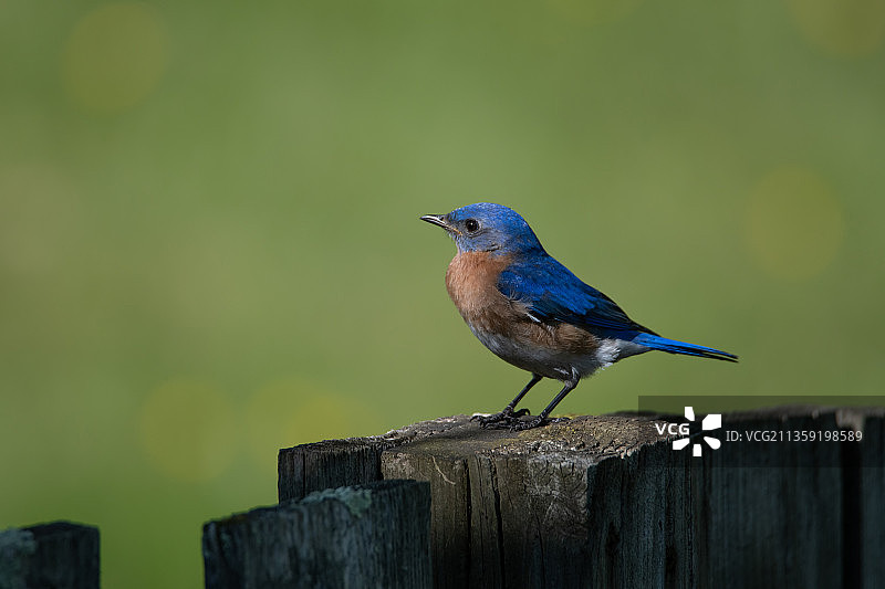 特写：栖息于木桩上的鸣禽，美国马里兰州洛锡安图片素材