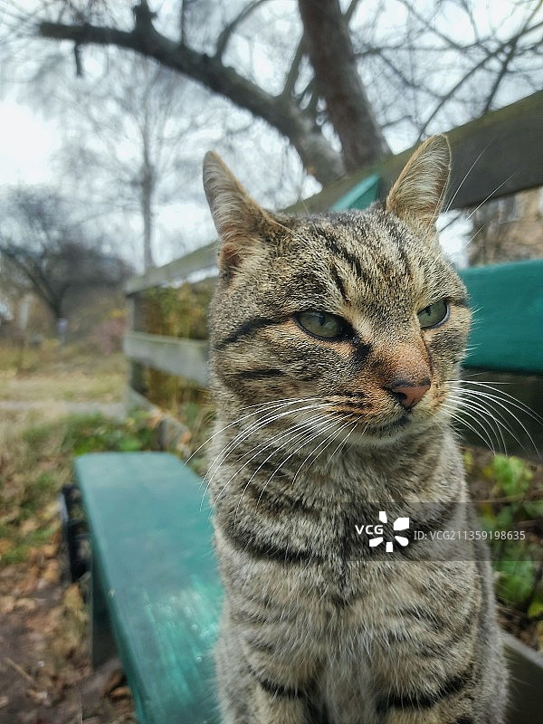 扭头猫特写图片素材