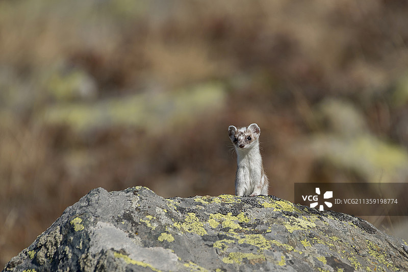 意大利库内奥克里索洛蒙维索自然公园岩石上的猫鼬特写图片素材